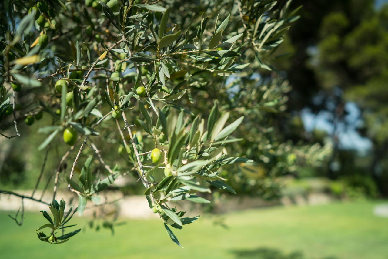 Domaine De Saint Clair Bed & Breakfast Aix-en-Provence Bagian luar foto